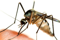 mosquito repellent citriodiol
